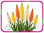 Еремурус