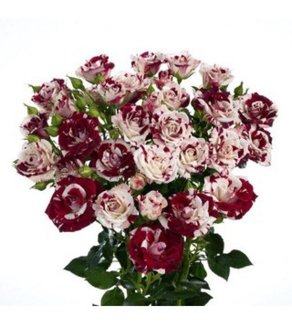 Саджанці троянди спрей Ред Графіті ( Red Graffiti)