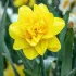 Нарцис махровий Golden Ducat 12/14