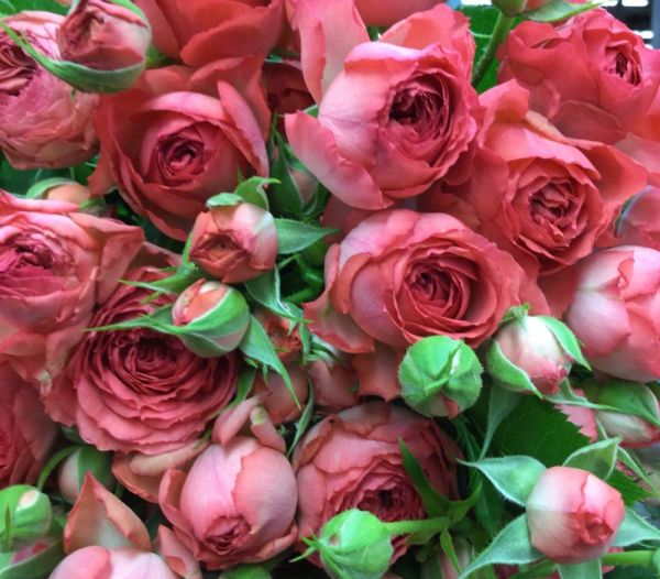 Саджанці троянди - спрей Корал Джем