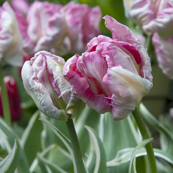 Тюльпан папужний  Silver Parrot 11-12