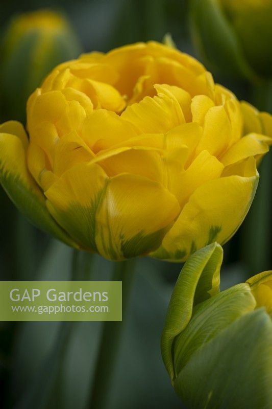 Тюльпан махровий  Vulcan d’Or 12+