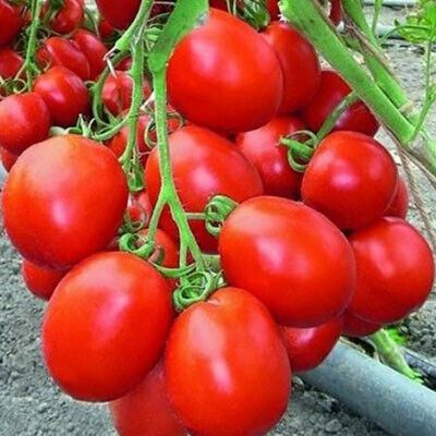 Томат Беніто F1 , 20 шт власне фасування