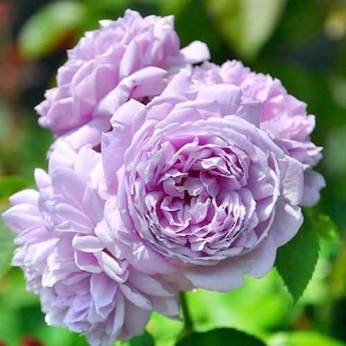 Саджанці троянди паркової (Шраб)  Лє сєль Блу ( Le Ciel Bleu)