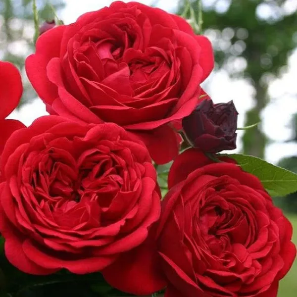 Саджанці троянди флорібунда червона Шапочка (Роткепхен, Rotkäppchen)