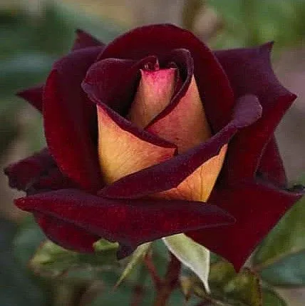 Саджанці троянди чайно-гібридної Едді Мітчел (Eddy Mitchell)