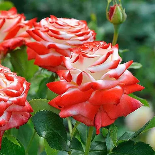 Саджанці троянди чайно-гібридної Імператриц Фарах