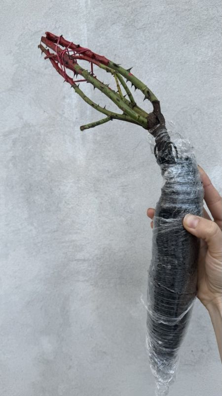 Саджанці троянди чайно-гібридної Белла Віта (Bella Vita)