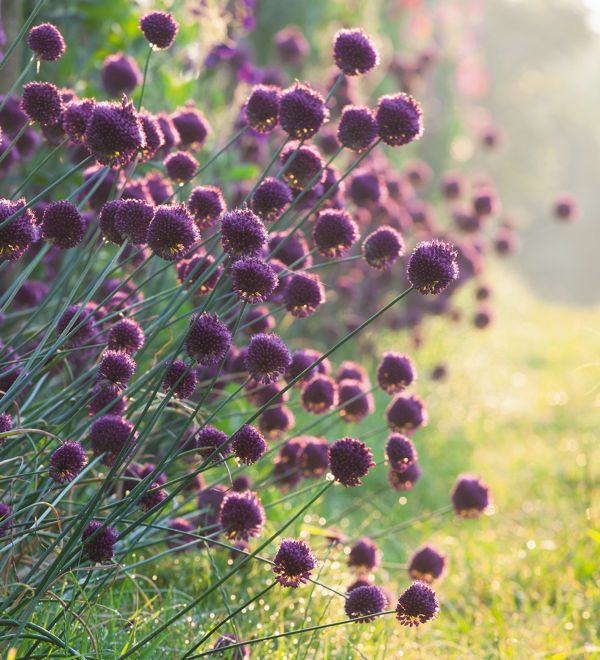 Аліум  шаровидний Sphaerocephalon