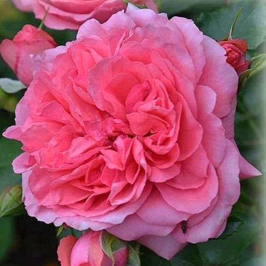 Саджанці троянди паркової Лорен Каброль (Laurent Cabrol)