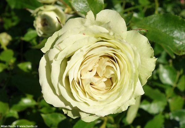 Саджанці спрей - троянди Лувіанна (Luviana)