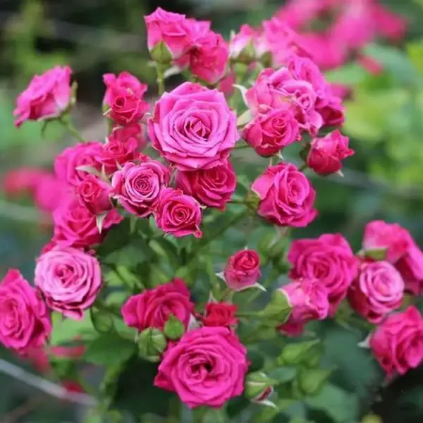 Саджанці спрей - троянди Лавлі Лідія (Lovely Lydia)