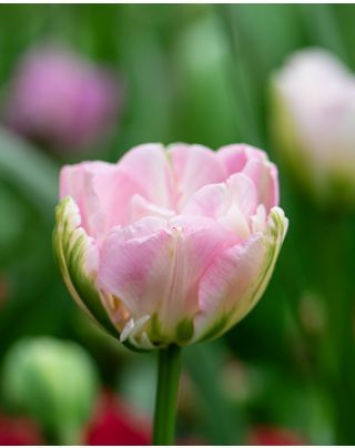Тюльпан махровий Marshmallow 12+