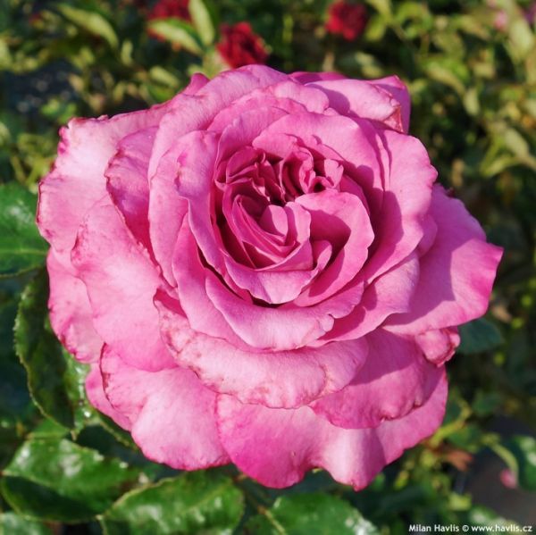 Саджанці троянди чайно - гібридної  Клод Брассер (Claude Brasseur)