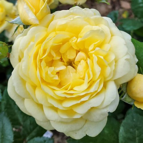 Саджанці троянди фдорібунди  Анні Дюпре (Anny Duperey)