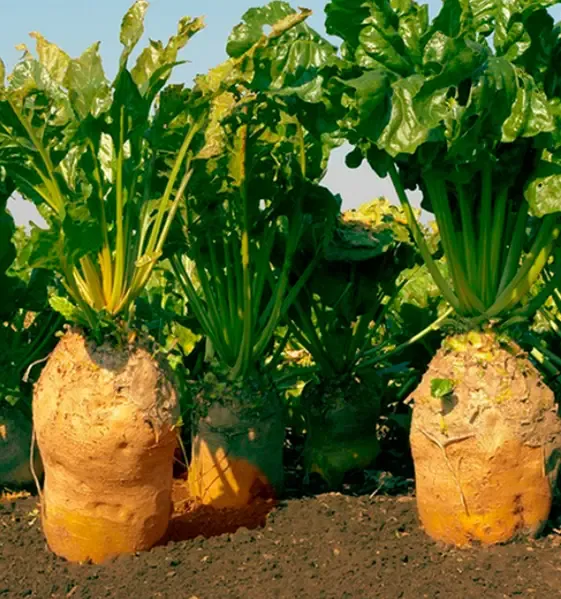 Буряк кормовий Урсус Полі , 300 грам