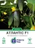 Огірок Атлантіс F1, 50 шт