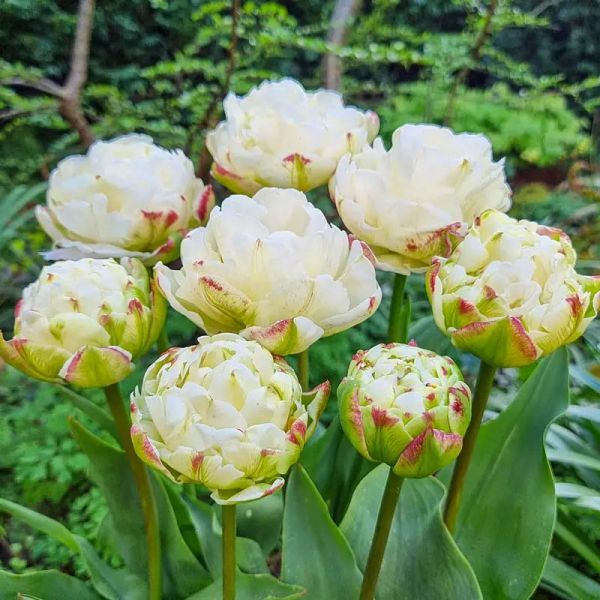 Тюльпан  махровий Cotton Candy (12+)