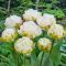 Тюльпан  махровий Cotton Candy (12+)