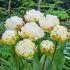 Тюльпан  махровий Cotton Candy (12+)
