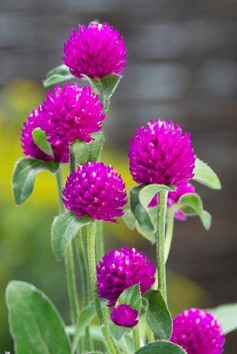 Насіння Гомфрена Куляста (суміш)  0,1г