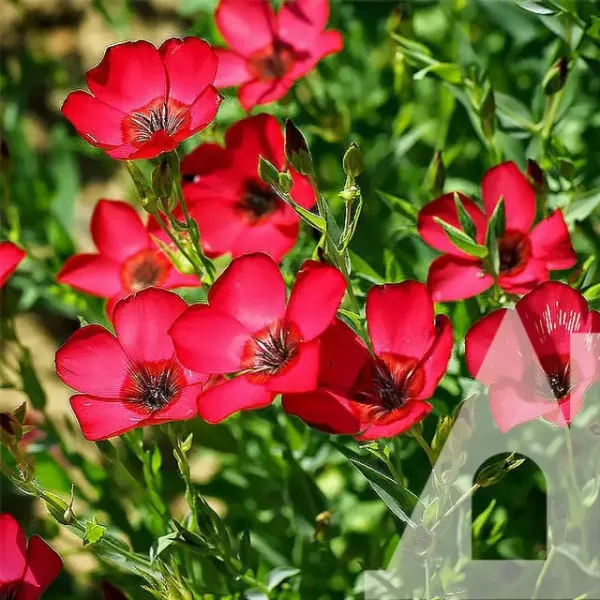 Насіння льону рубрум (червоний) 0,2 гр