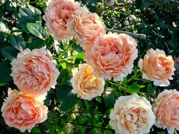 Саджанці троянди Полька 91