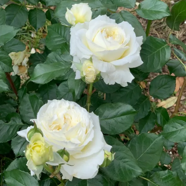 Саджанці троянди Пейшенс (Patience)