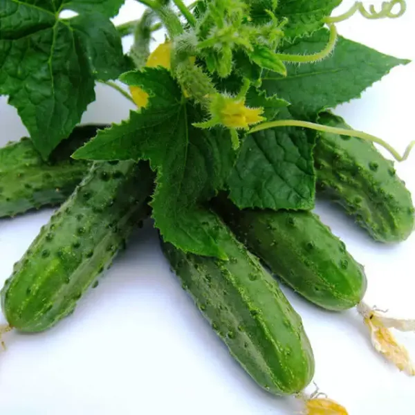 Насіння Огірка Регал F1, 50 шт