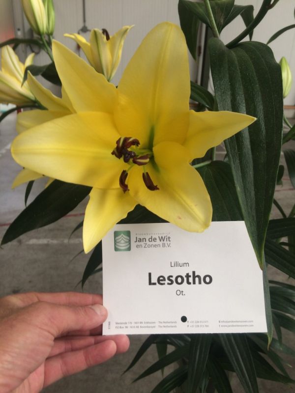 Лілія азіатська Lesotho