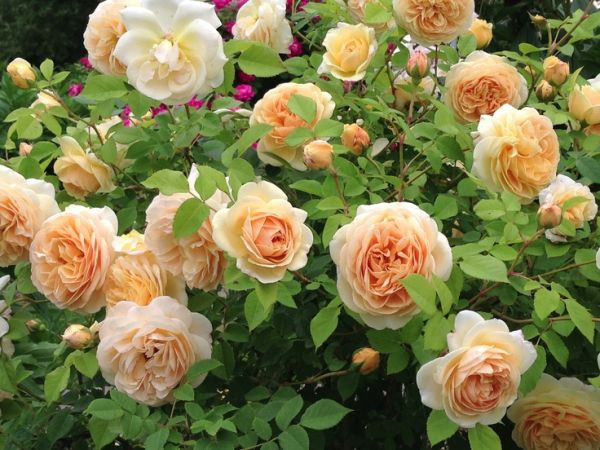 Саджанці троянди англійської (клаймбер) Тізінг Джорджія (Teasing Georgia)