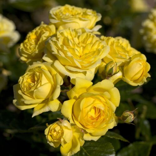 Саджанці троянди фдорібунди  Анні Дюпре (Anny Duperey)