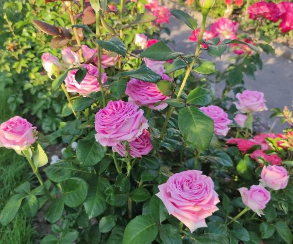 Саджанці троянди чайно-гібридної Аква (aqua)