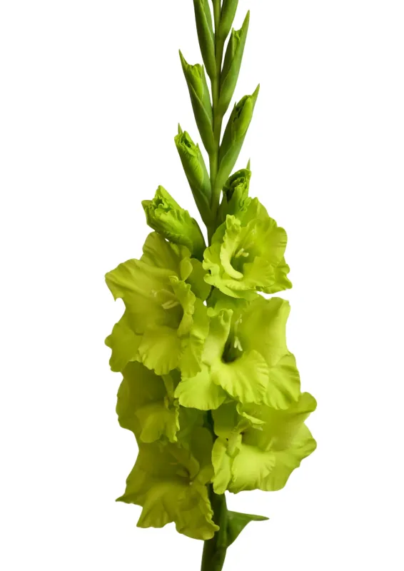 Гладіолус Green Star (12-14)
