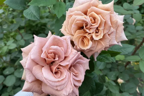 Саджанці троянди чайно-гібриднї Тоффі (Toffee)