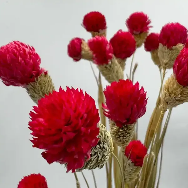 Насіння Гомфрена Куляста (суміш)  0,1г