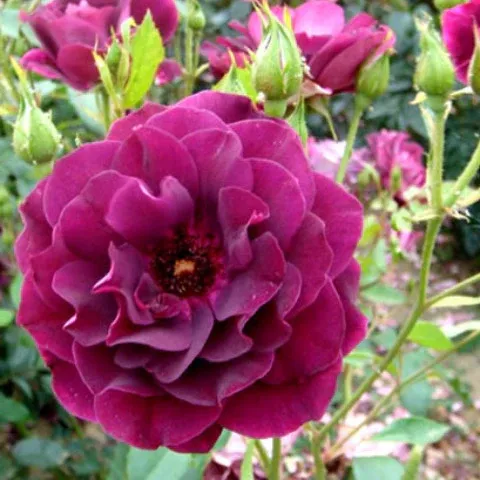 Саджанці троянди флорібунди  Бургунді Айс (Burgundy Ice)