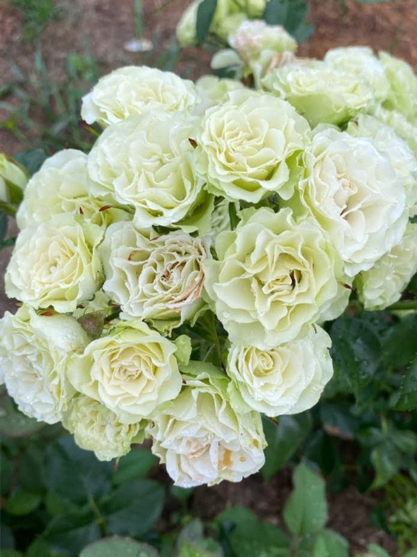 Саджанці спрей - троянди Лувіанна (Luviana)