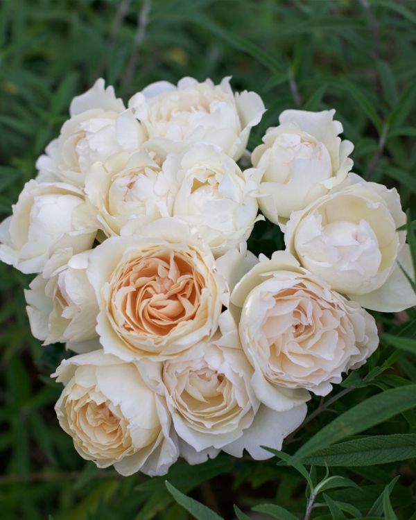 Саджанці троянди чайно-гібридної Крем Пьяже (Cream Piaget)