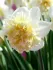 Нарцис махровий Ice King 12/14