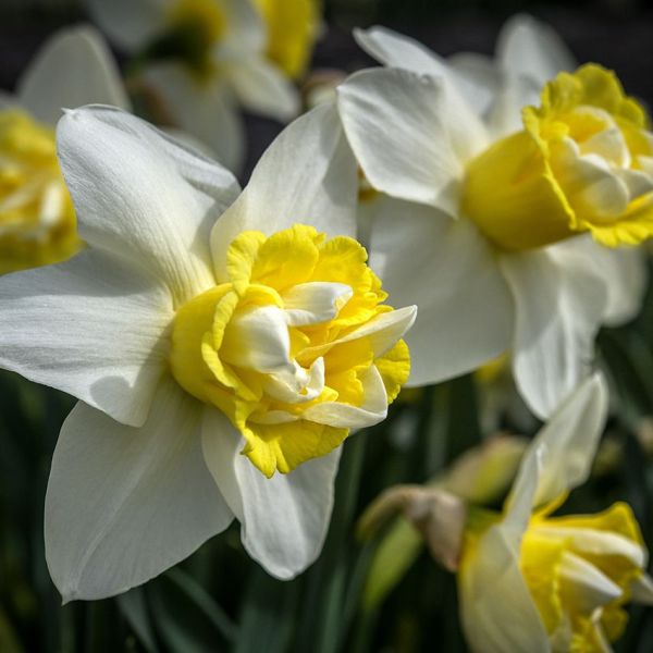 Нарцис Popeye (Попай) 12-14