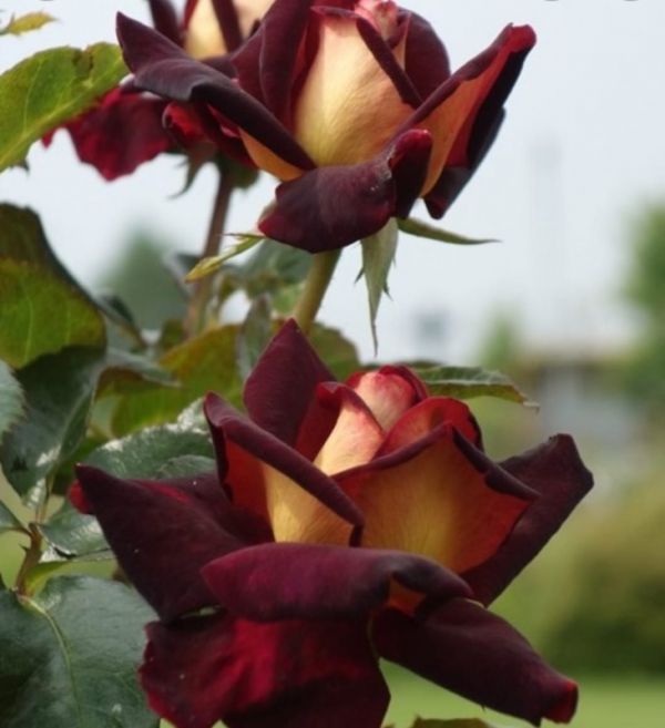 Саджанці троянди чайно-гібридної Едді Мітчел (Eddy Mitchell)