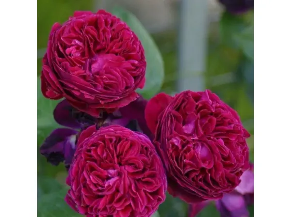 Саджанці троянди англійської Фальстаф (Falstaff)