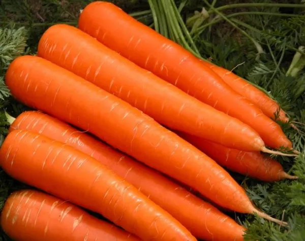 Морква Осіння Королева,10 г