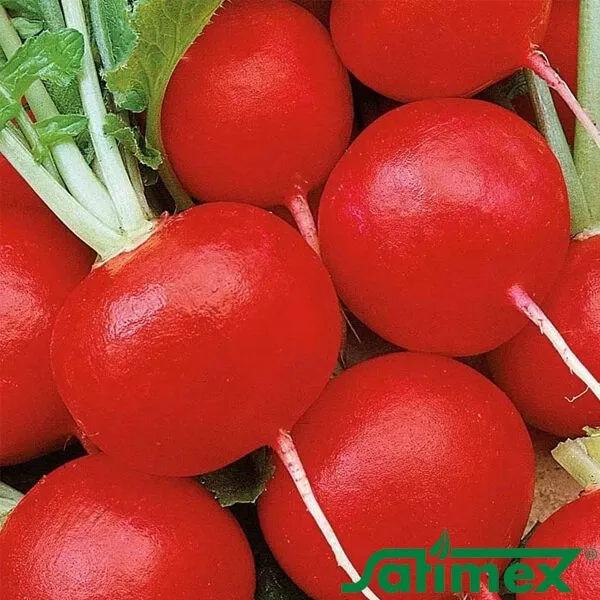 Насіння редиски Клара , 5 гр власне фасування