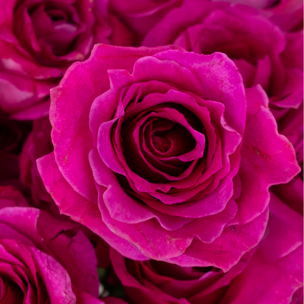 Саджанці троянди - спрей Фуксія (Fuchsia)