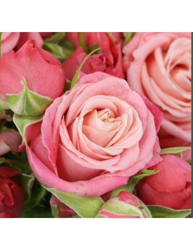 Саджанці троянди - спрей Мадам батерфляй ( Madame Butterfly)