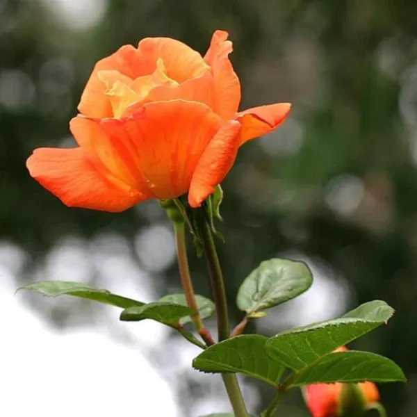 Саджанці троянди Луї де Фінес (Louis de Funès)