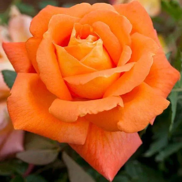 Саджанці троянди Луї де Фінес (Louis de Funès)