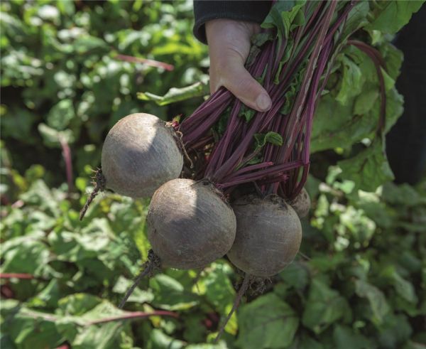 Буряк столовий Бікорес 3 гр, власне фасування